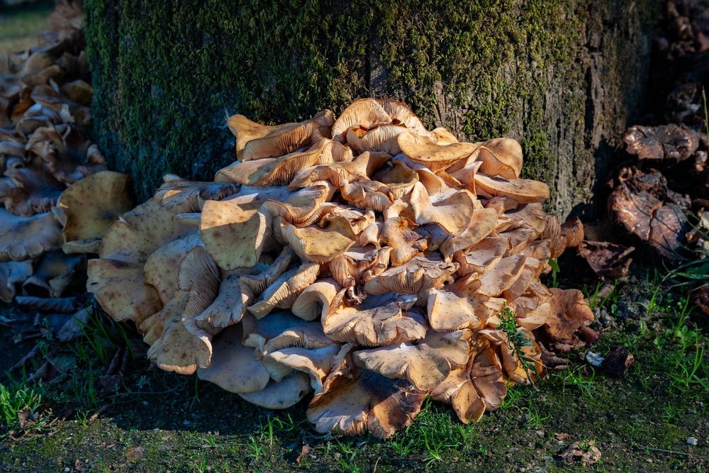 potentially the same fungus as prev but maybe not! a clump with a more uniform brownish color, looks like somebody dumped a bag of wavy potato chips under a tree. some are spotted