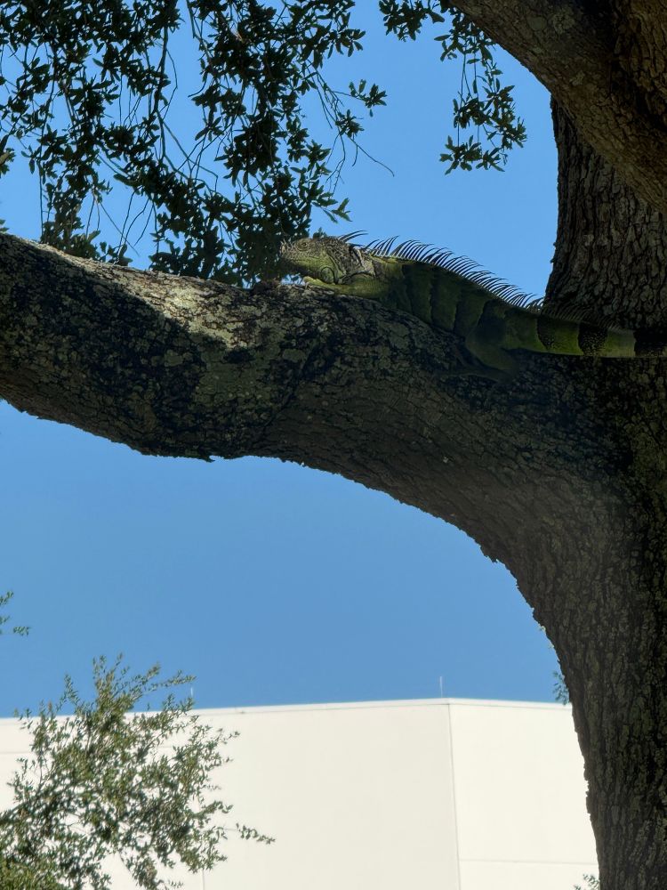 big green iguana chilling on a tree branch and giving me a stank eye. maybe. i'm no expert in iguana expression