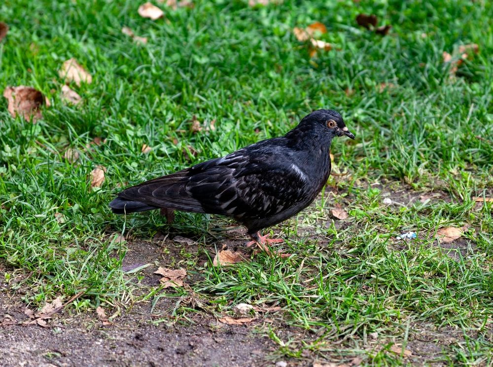 mostly black with faintly white patterned wings, a golden eye, and blood orange feet