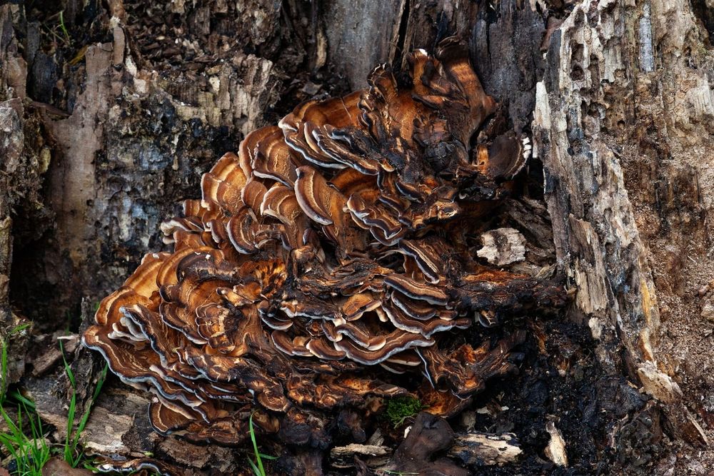 close up of prev. kind of stripey looking wavy mahogany color mushrooms