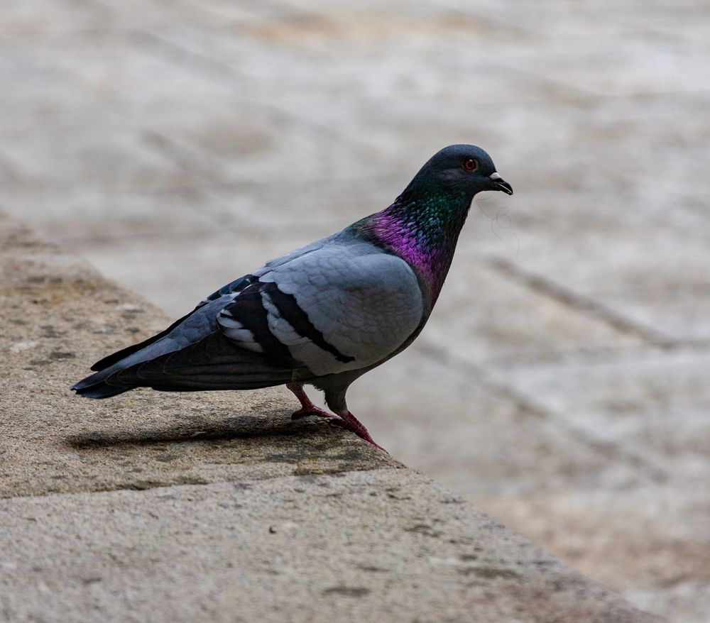 a classic pigeon coloring, great wings with black stripes, a dark tail, orange feet, a dark head with a little white bit over the dark beak, and along the throat it's got purple and green iridescence. it's got a single long, curly hair in its beak, presumably to take to its nest