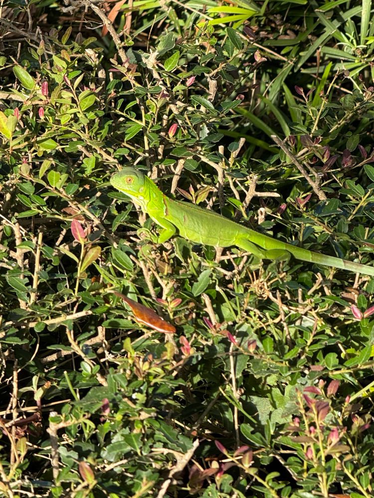 bright green lizard with orange eyes hanging out on top of a bush