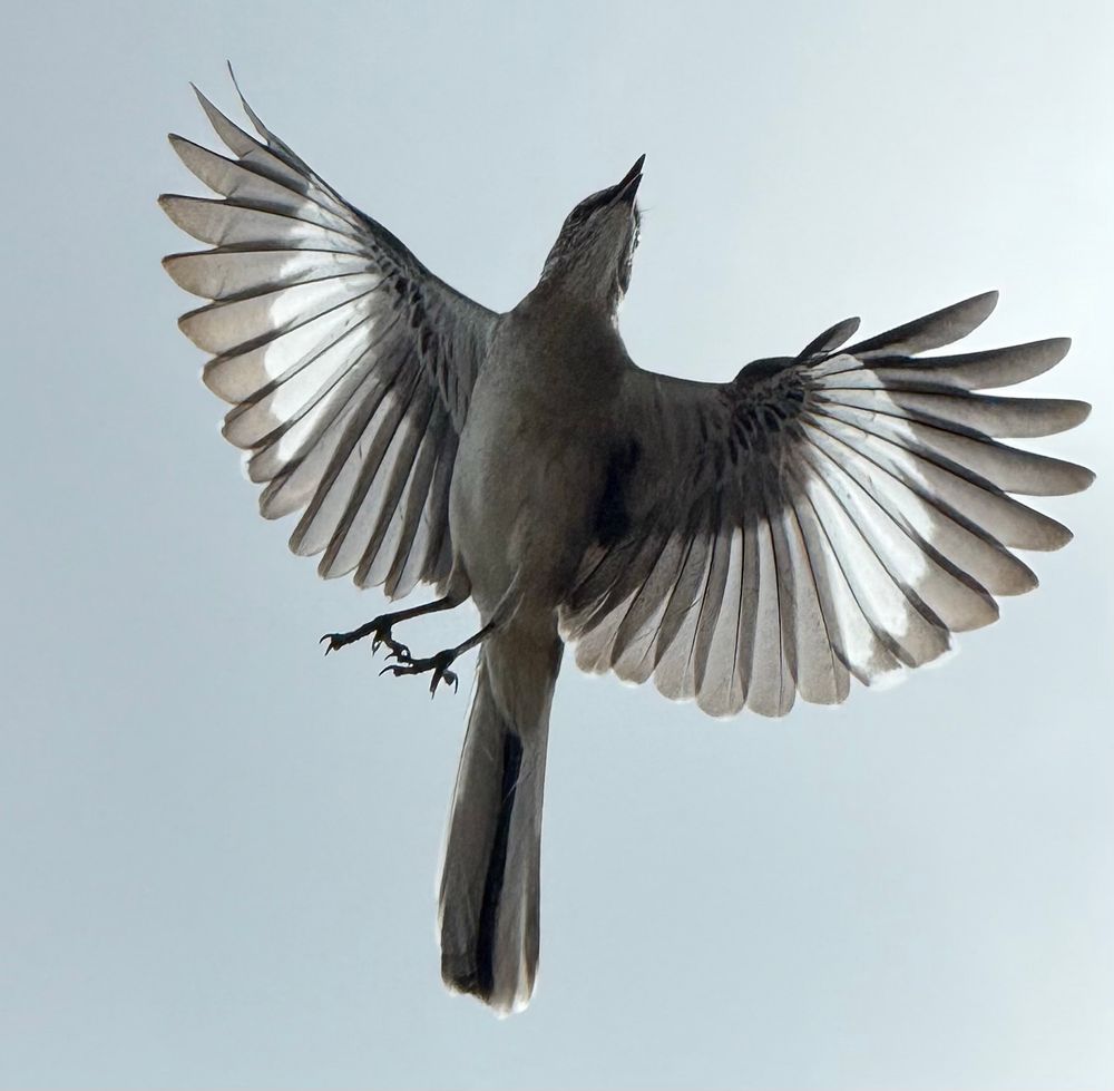 a northern mockingbird in flight as shot from below, wings fully extended