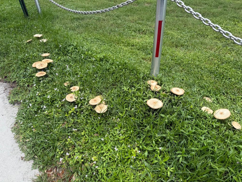 clusters of wide, thin yellow-white mushroom caps in grass on the side of a road