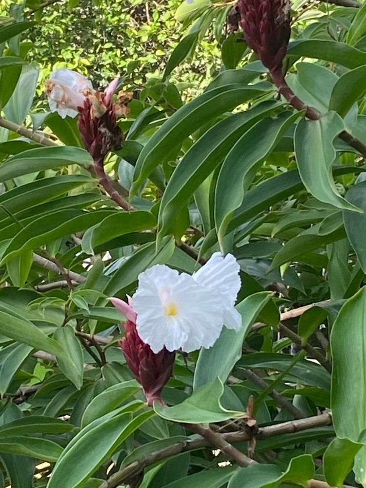 Beautiful and useful 
Crepe Ginger in full bloom. Bees love it
San Juan del Sur, Nicaragua 