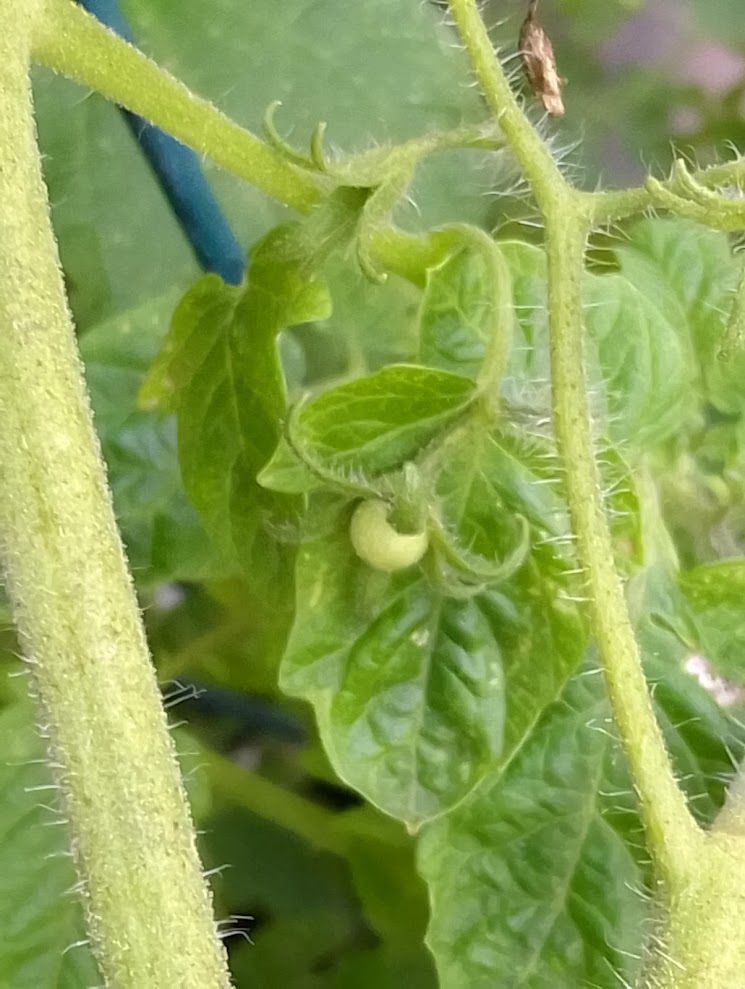 One green tomato is growing under a green leaf. 