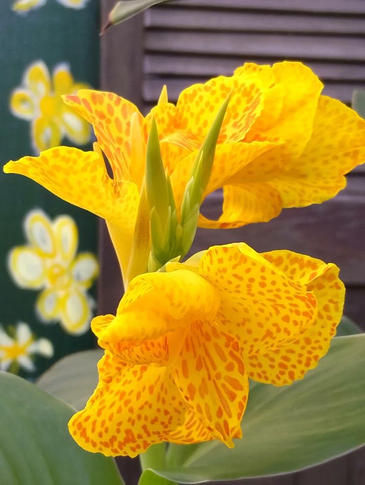 In the foreground, a yellow canna flower has speckles of orange over large green flowers. The background includes and old brown louvred wooden door and yellow flowers painted on a green wooden fence picket.