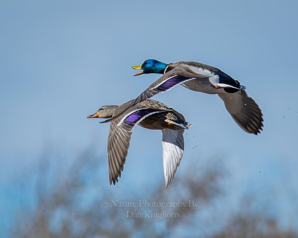 A pair of mallards just after take off!  The drake or upper duck is quacking!  I think he's telling his wife she needs to move a little faster?  🙏🧙‍♂️🤓🪶
