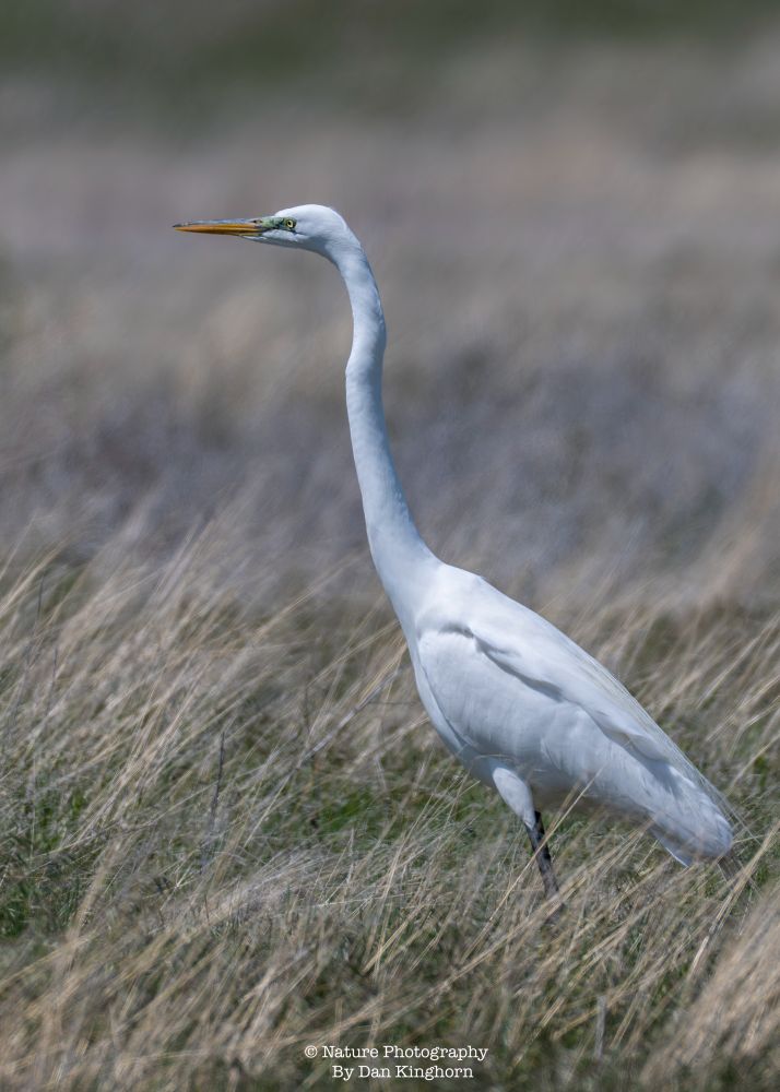 A great egret with its pointed beak ready to peck about anything small enough to swallow down that slender neck!  Don't be fooled!   They can swallow quite a large bite of food!