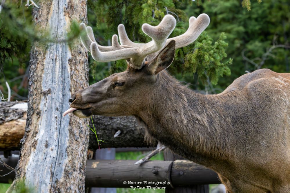 A bull elk in the velvet.  A time when the fastest growing tissue known to man is taking off, growing wildly!  I like capturing them with their tongues out so here ya go.  LOL