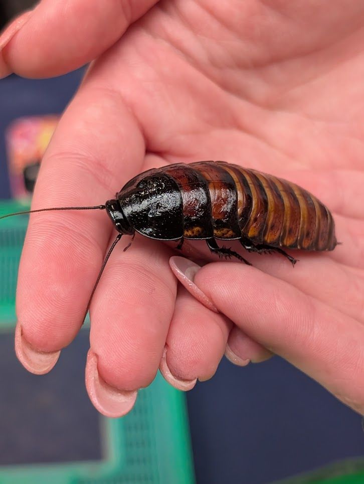 A Madagascar Hissing Roach sitting politely in a person's hands.