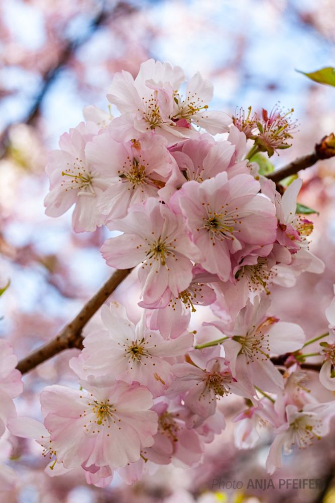 Zartrosa Zierkirschenblüten mit zartem Grün vor rosa-blauem Kirschenhimmelbokeh.