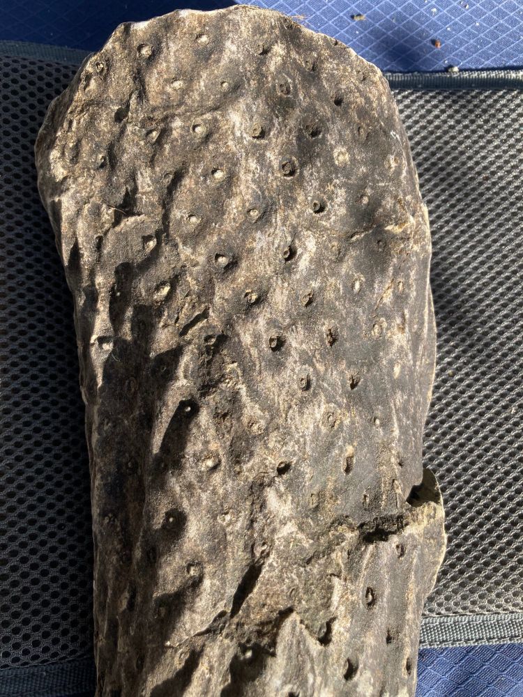 Fossil, possibly cycad