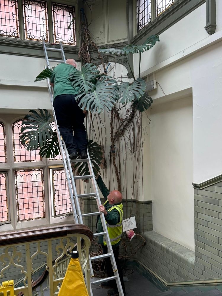 Audrey being carefully removed from the stairwell by two council employees.