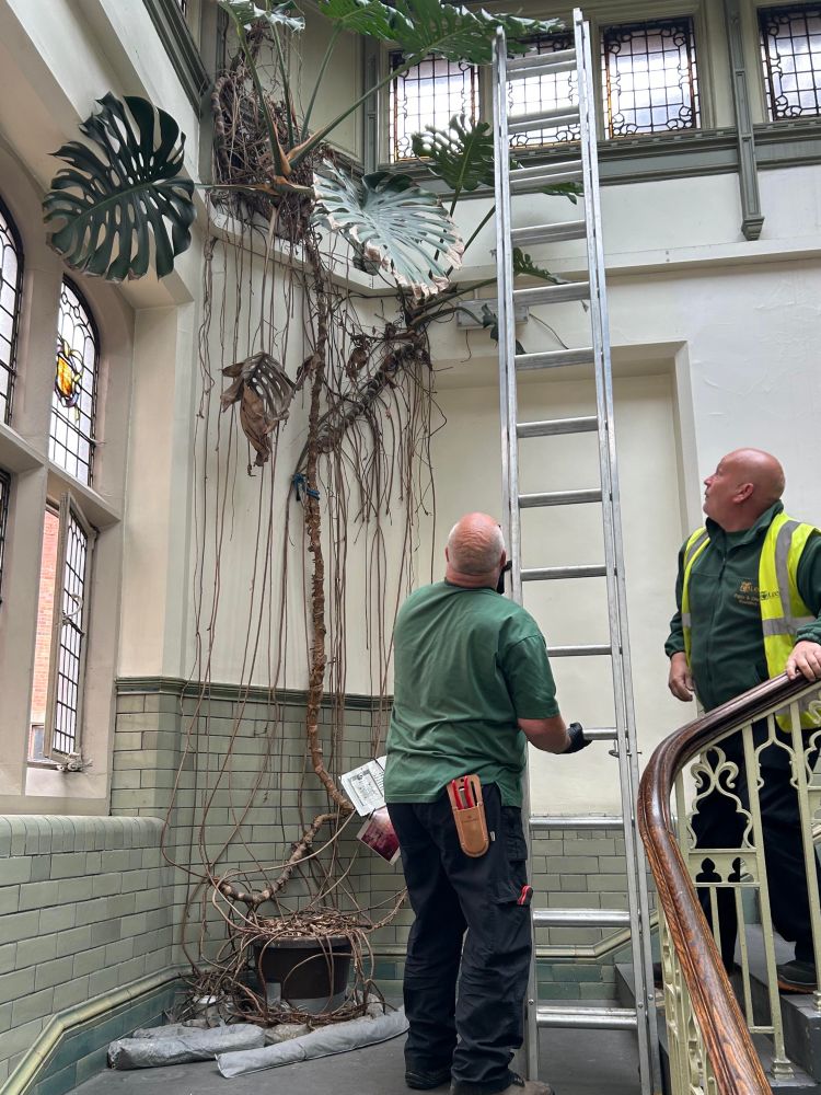 Audrey captured in the stairwell at Leeds General Infirmary’s medical school. Two council employees are assessing her removal before starting and one of them is holding a ladder.