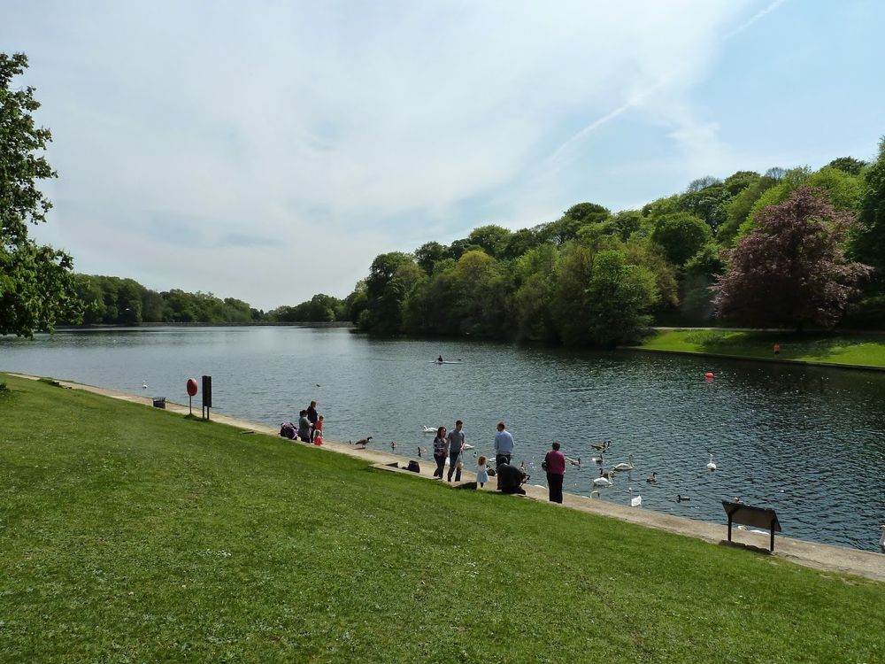 Members of the public feeding the swans and ducks at the lake in Roundhay Park. In the background are a number of trees.