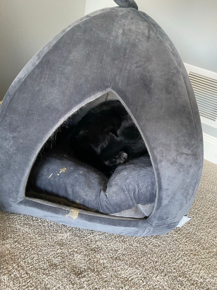 Black cat inside a blue cat cave bed 