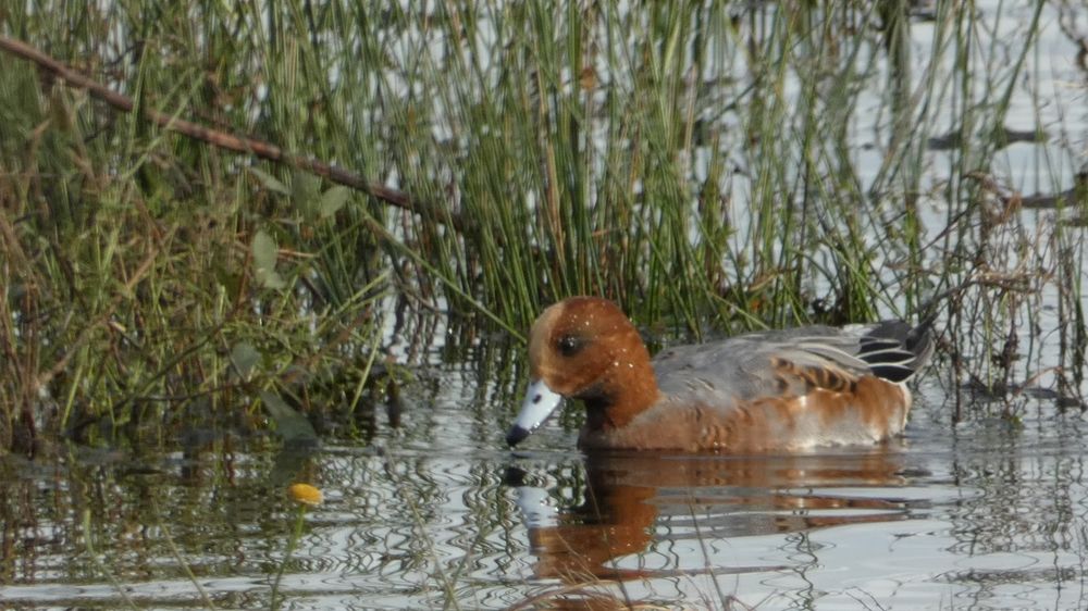 Wigeon, the might pooper. A small attractive brown and grey duck on the water.