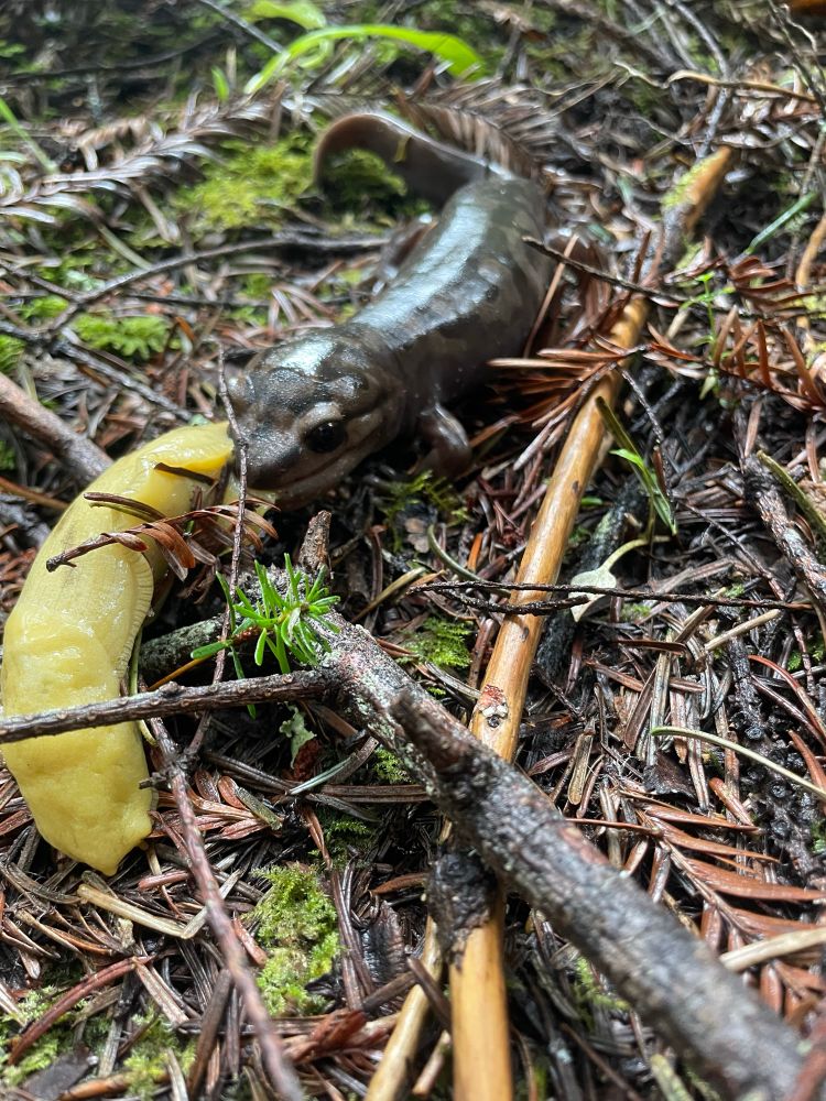 A Pacific Giant Salamander eating a banana slug.