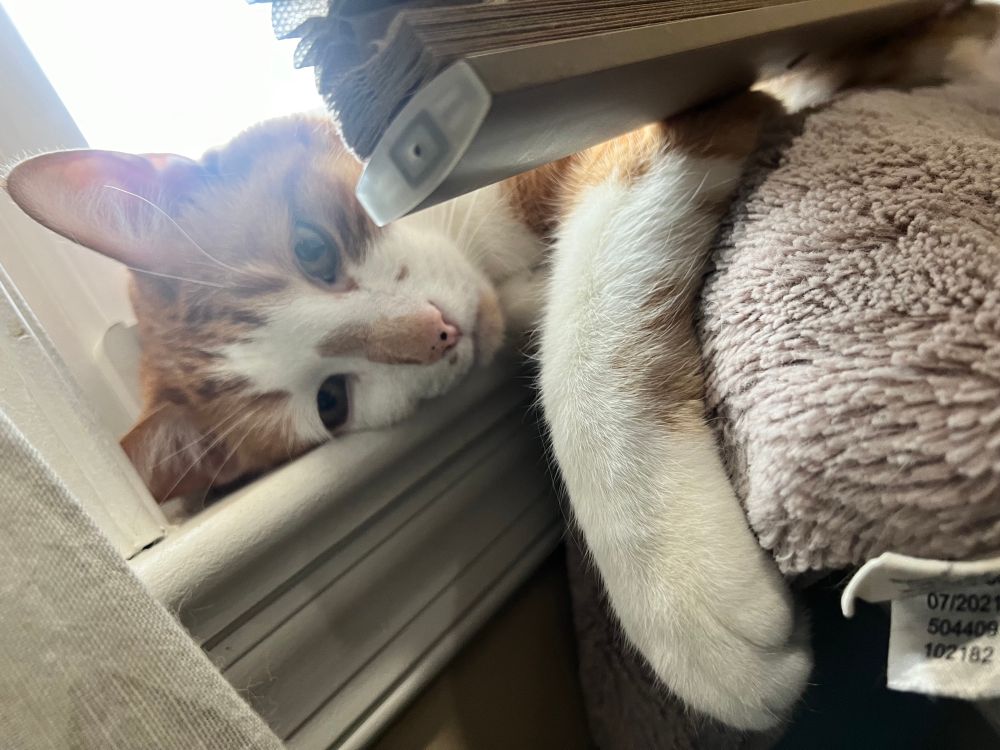 Orange cat lounging in a window