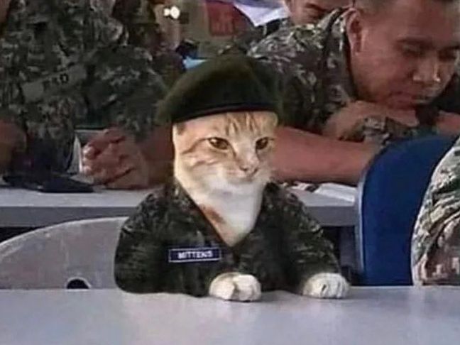 Imagem de um gato de pelo branco e laranja com farda camuflada e boina francesa, com expressão séria, sentado numa mesa, próximo de soldados com mesma vestimenta.