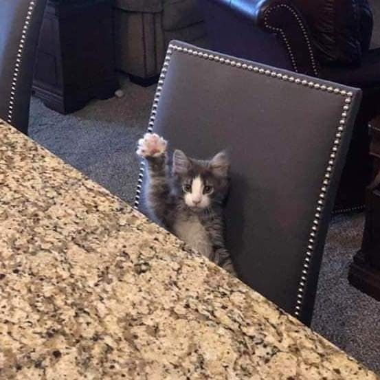 Imagem de um pequeno gato sobre uma cadeira, à frente de uma mesa, levantando uma das patas frontais como se estivesse pedindo a palavra ou querendo perguntar algo.