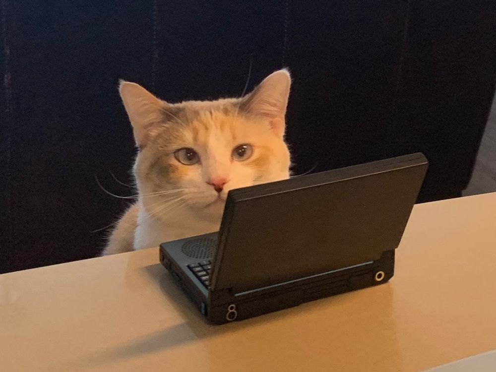 Imagem de um gato de pelos claros e um cadinho estrábico, em frente a um notebook preto tão pequeno quanto ele(a).