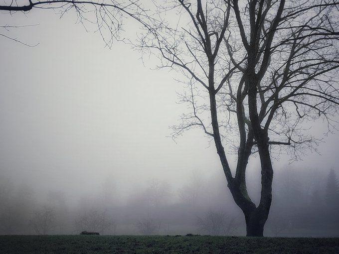 Unbelaubter Baum im Nebel.
