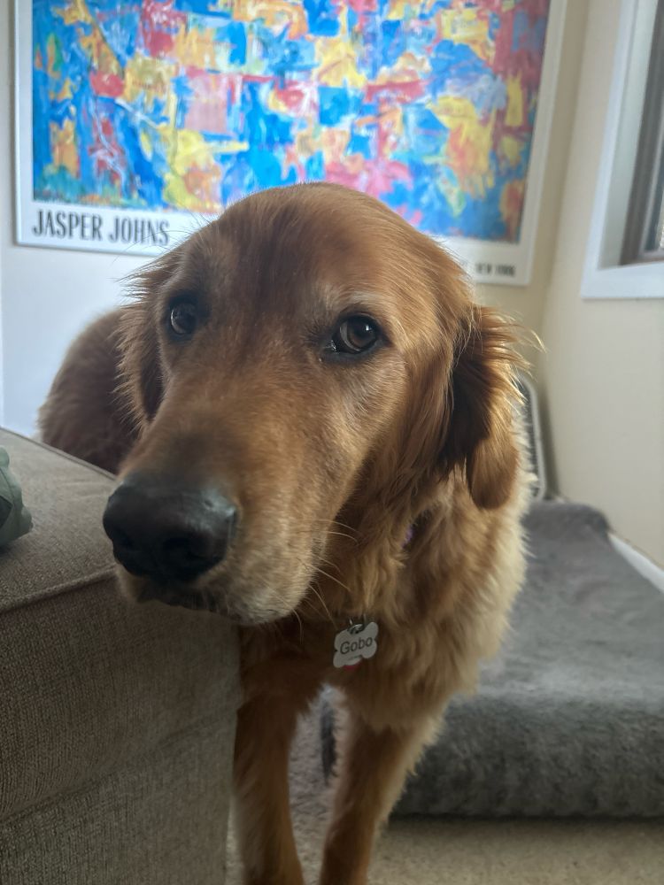 A golden retriever with a Jasper Johns print in the background. The dog is standing there staring at you, despite the presence of a very comfortable dog bed behind him.