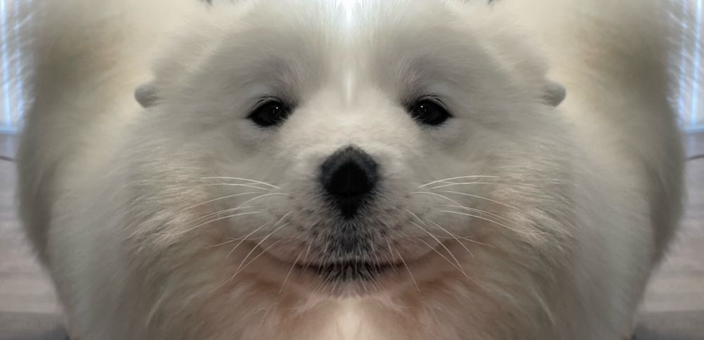 Comment image