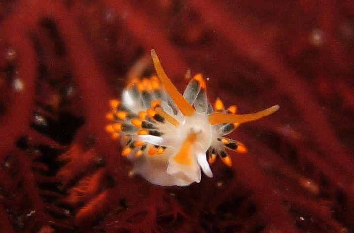 An orange black and white nudibranch with many finger-like projections on its back and long antennae facing the camera and crawling on a red marine alga.