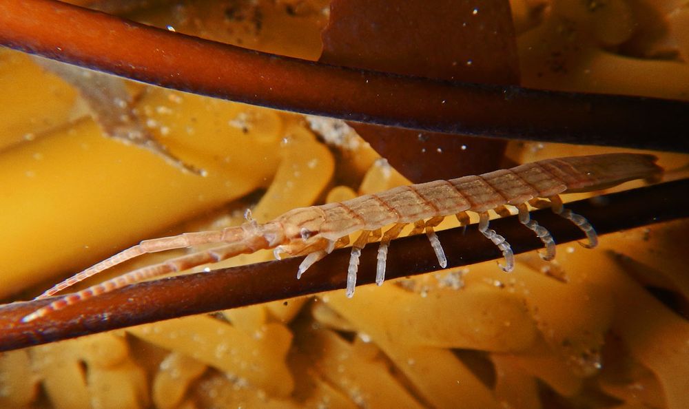 A very long and thin isopod crustacean on a kelp stem. The isopod has the look of a centipede. It is on top of and parallel to the stem and is facing toward the left. The view is side-on. The isopod is gripping the stem with six of its apparently seven pairs of legs. It has long antennae that are pointing forward and appear to be a little over half the length of the body. The overall color of the isopod is tan, but it has a dark line across the body where each of its seven body segments meet. It also has five or six fainter lines that run from head to tail evenly spread across the upper body. Its legs are transparent.  A small eye is visible. The kelp stem is dark brown, and there is a second stem above this one and the isopod. The background is the tangled root-like holdfast of the kelp, and it is a much lighter yellowish brown. 