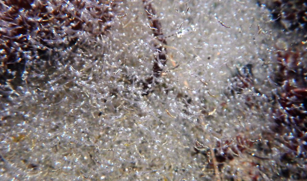 A dense aggregation of very small white shrimp that looks a little like a snowstorm. Some brown and red algae are visible behind the swarm.