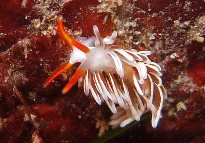 A red white and brown nudibranch with many long finger-like projections on its back and long red antennae seen from above and crawling on a an encrusted rock.