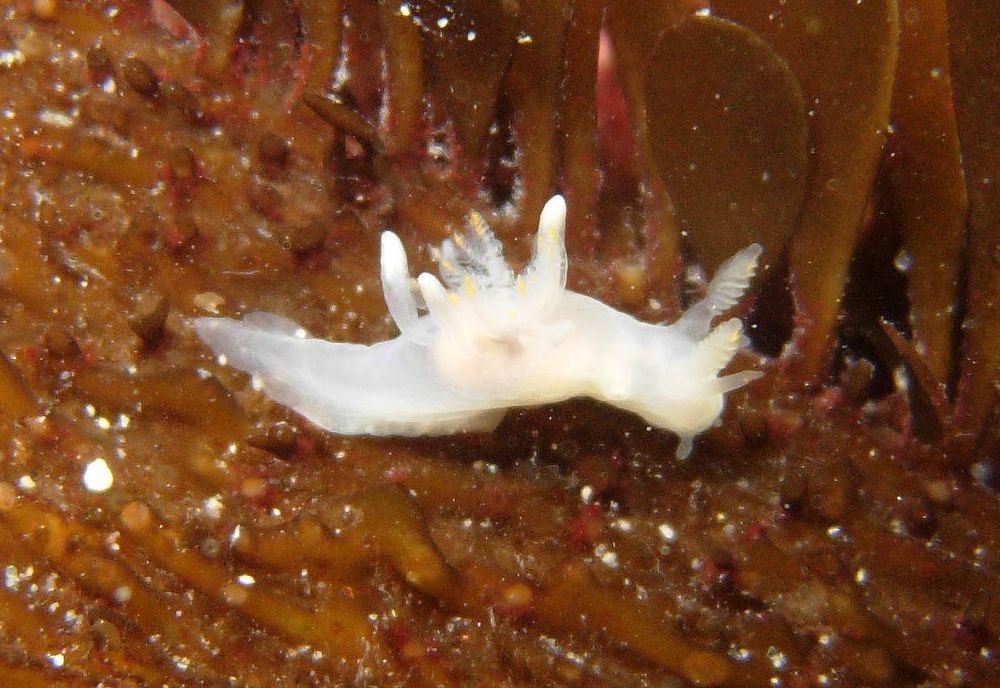 A small cream-colored nudibranch with pale orange highlights on its gills and only a few finger-like projections on its back and medium length antennae seen from the side and crawling on a brown marine alga.