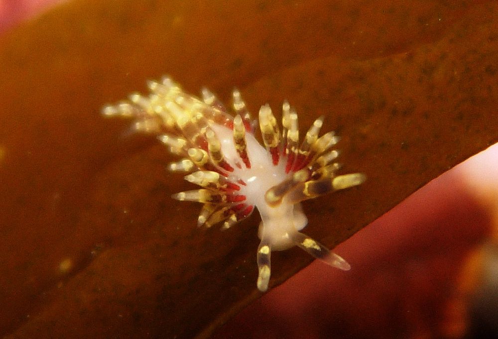 A yellow, red, brown and white nudibranch with many finger-like projections on its back, which are red at the base, and long antennae facing the camera and crawling on a brown marine alga.