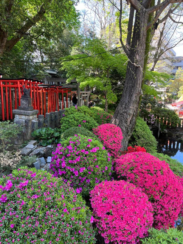 A view of purple and red azalea bushes with a row of red Torii gates in the background and a small pond under tall trees at Tokyo’s Nezu-jinja (a Shinto shrine). 