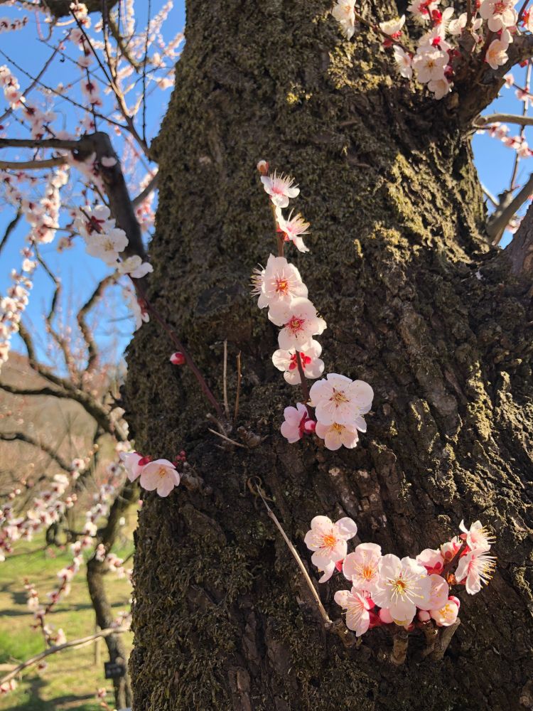 A close-up view of the dark, gnarly-textured bark of a cherry tree with gorgeous light pink blossoms bursting out along its trunk and branches; blue sky and green grass can be seen out-of-focus in the background (March 2024).