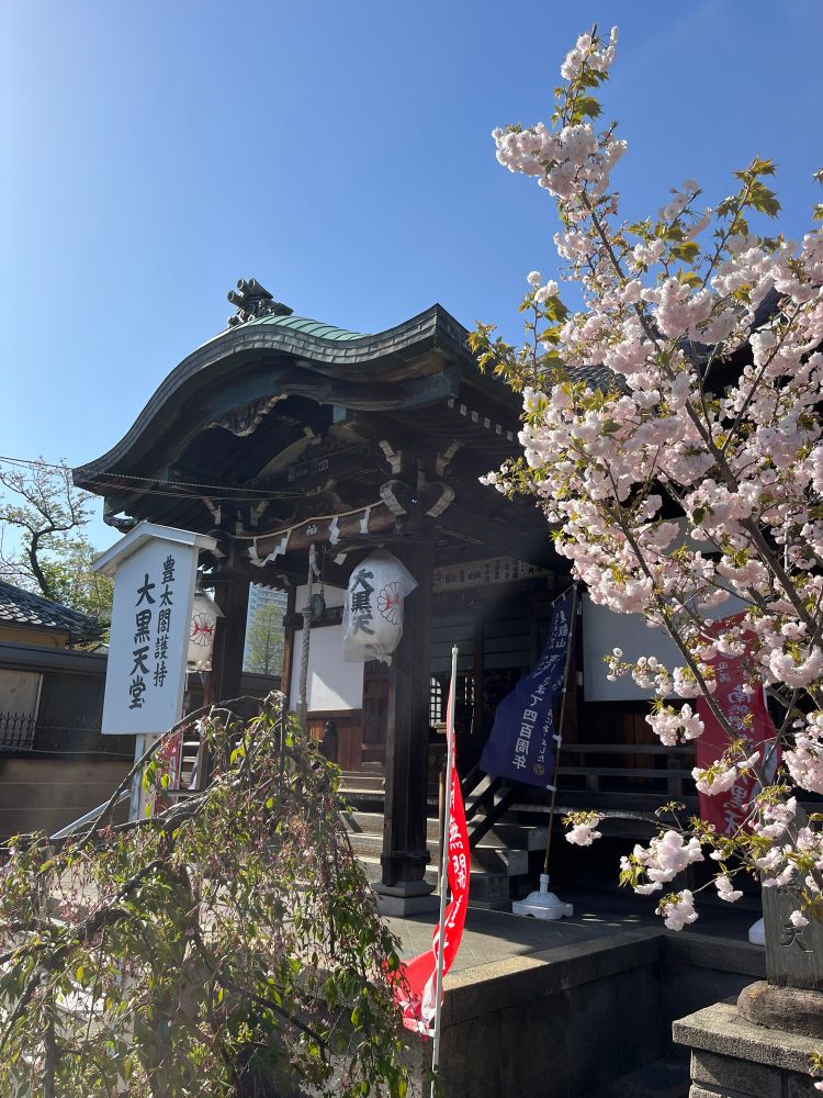 One of the traditional Japanese temple/shrine buildings connected to the Benten-do on the island in Shinobazu Pond (Ueno, Tokyo) with white cherry blossoms in full bloom under a clear blue, sunny sky. 