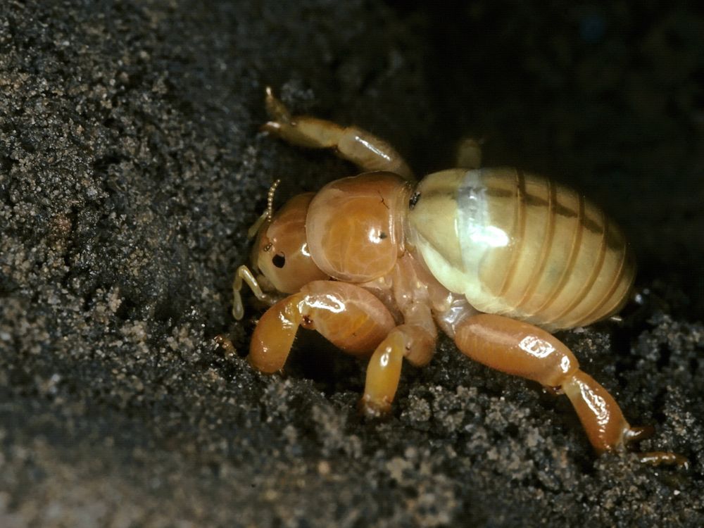 A pale insect with tiny eyes digging underground. It looks almost like a fat potato with legs.

Source: https://www.visitgympieregion.com.au/great-experiences/wildlife/