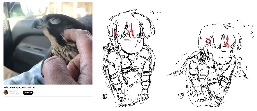 The image is divided into three parts.
The first is a screenshot from a video of a falcon being pet by the side of its head, titled "Avian weak spot, ear scratches" by Falconry.
The second is an MS Paint drawing of Koharu from Love Bullet, from a bird's eye view, being gently held by the side of her head as she sits on the ground. She appears slightly flustered. The arm holding her appears to be Kanna's.
The third is similar to the second, except Koharu has nestled into the hand and appears more flustered than before. Her wings are also slightly out and twitching.
