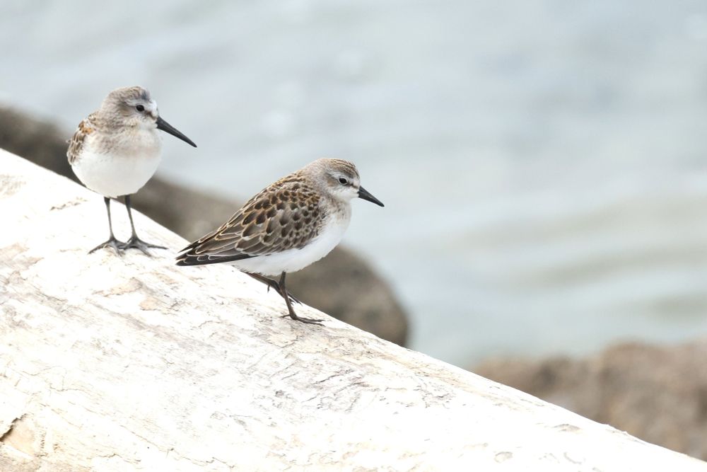 Two small shorebirds, a Western Sandpiper with a long bill, and a Semipalmated Sandpiper with a shorter bill, stand on a smooth piece of driftwood.