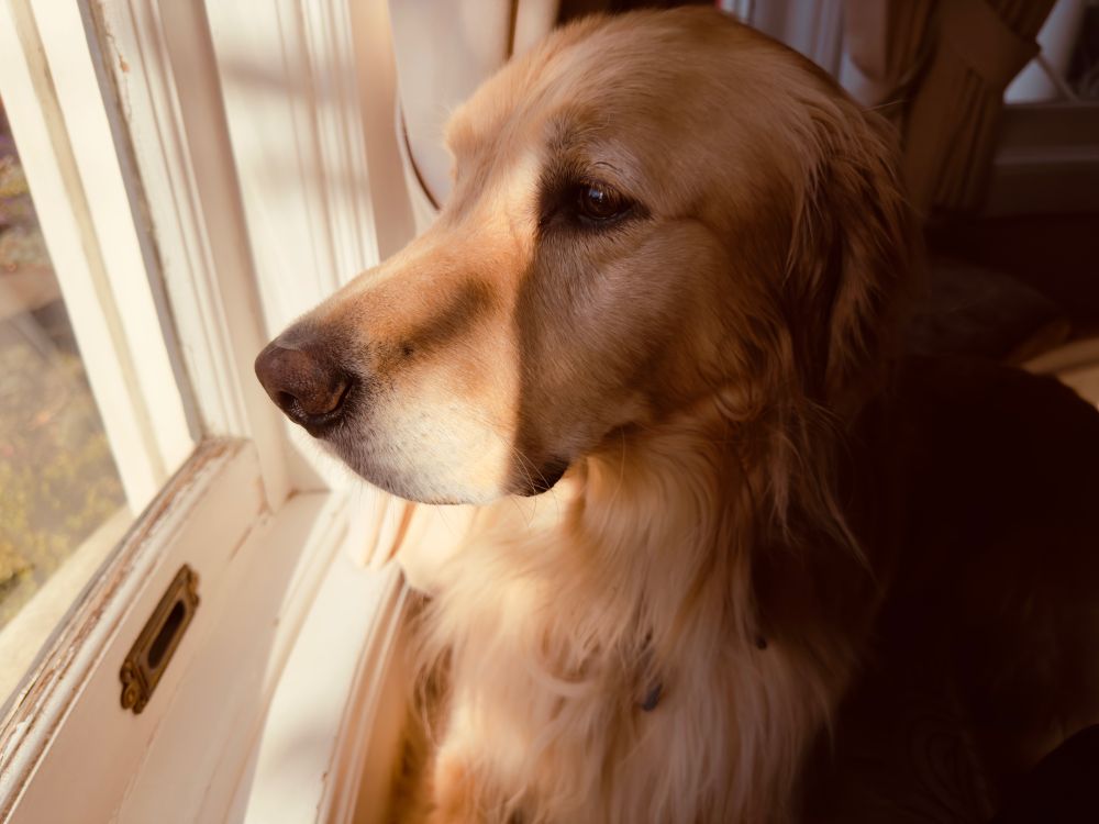 Bailey pensively looks out the window.