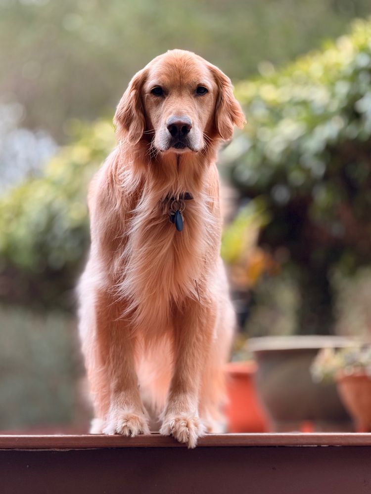 Bailey, at the top of the deck waiting for the ball to be thrown.