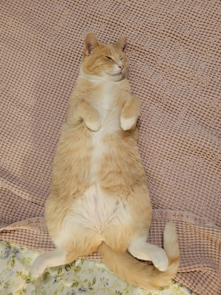 A diluted orange cat sleeping on her back, tummy exposed to the world