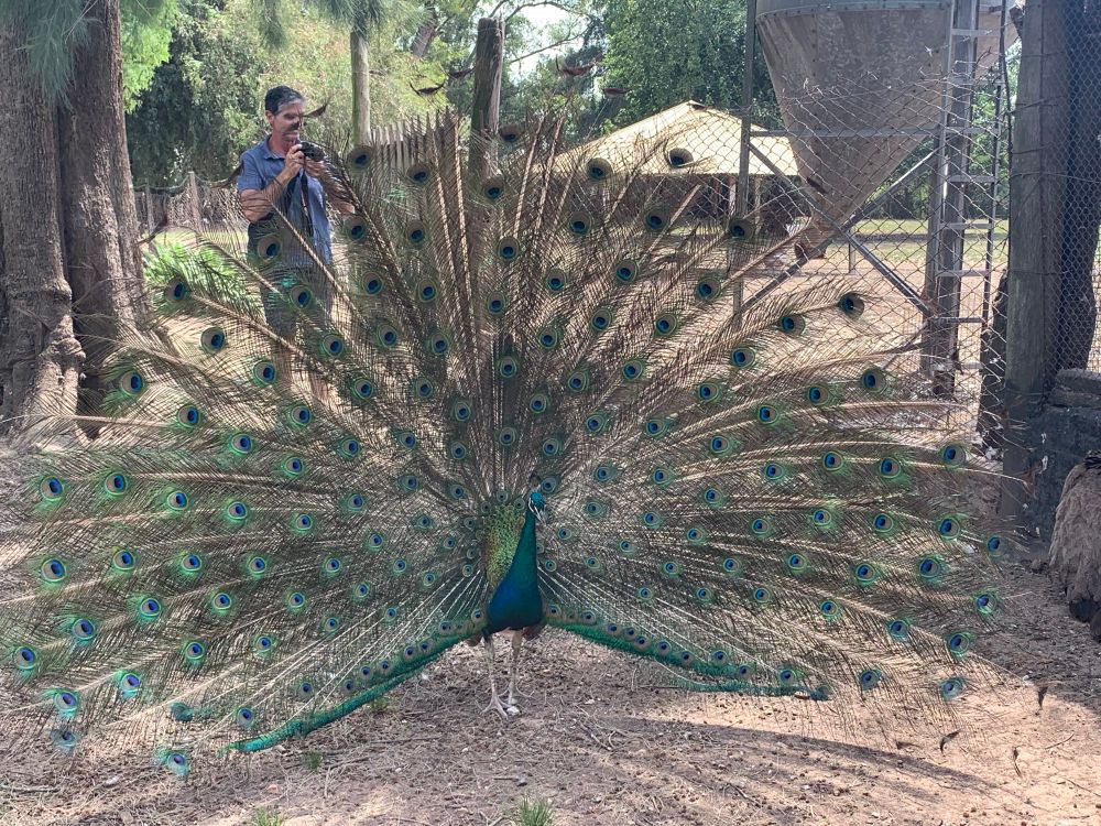Peacock with his greenish blue feathers spread out. There are a tree, a fence, a man with a camera, and a small building in the background.
