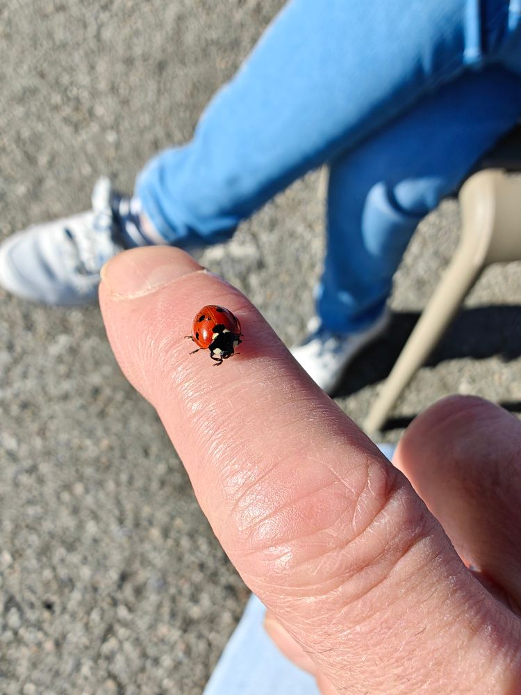 Coccinelle sur mon doigt 