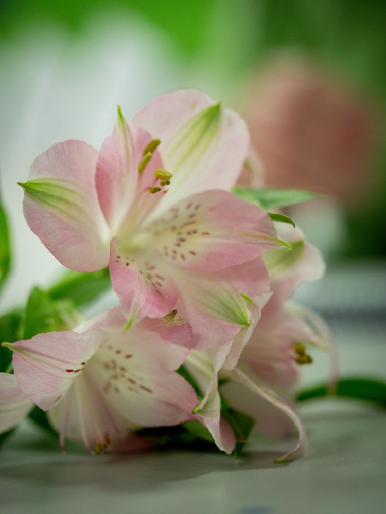 Alstroemeria flowers are often use for the development of dissection skills and scientific writing. 