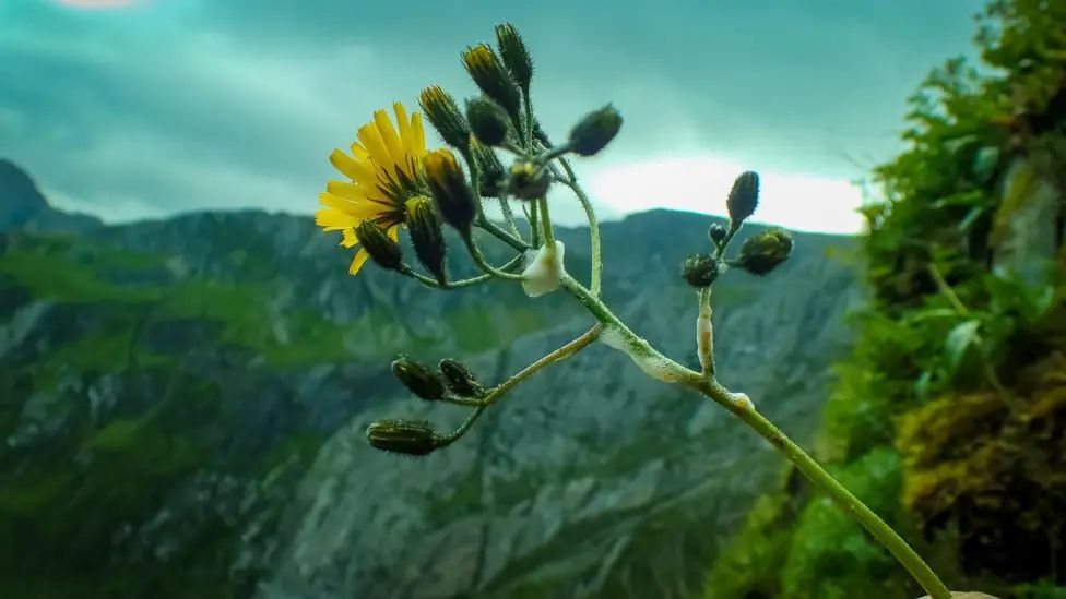 Image: One of only four Snowdonia Hawkweeds known to exist. Credit: Robbie Blackhall-Miles / BBC.