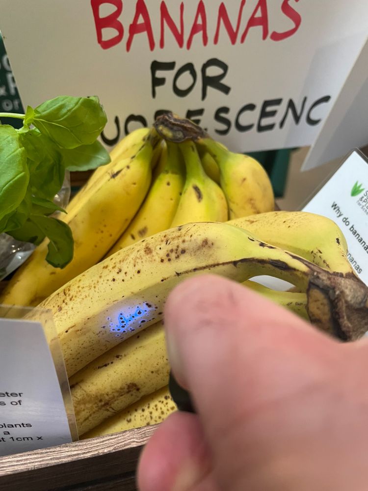 Bananas offering an unexpected view of chlorophyll.